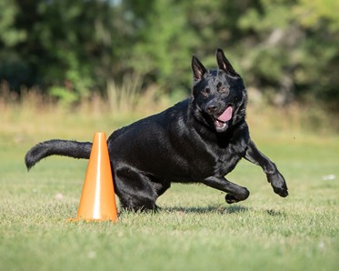 Jidder rundar kon i lydnadsklass