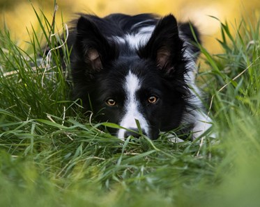 Border collie ligger i gräset och lurar