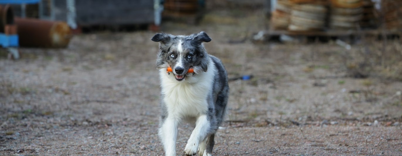 Fotograf: Christian Björses