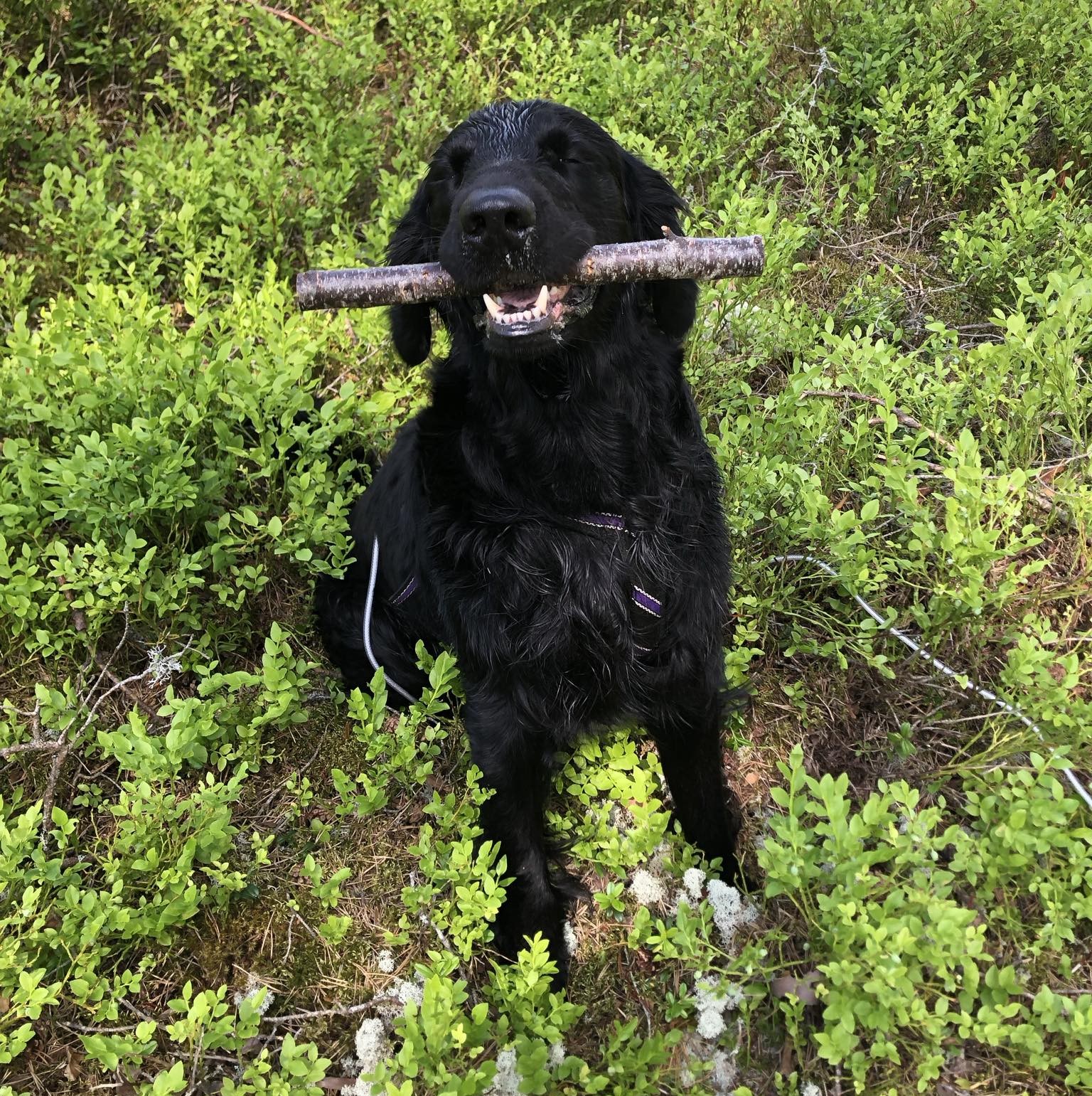 Hund som har hittat slutapport