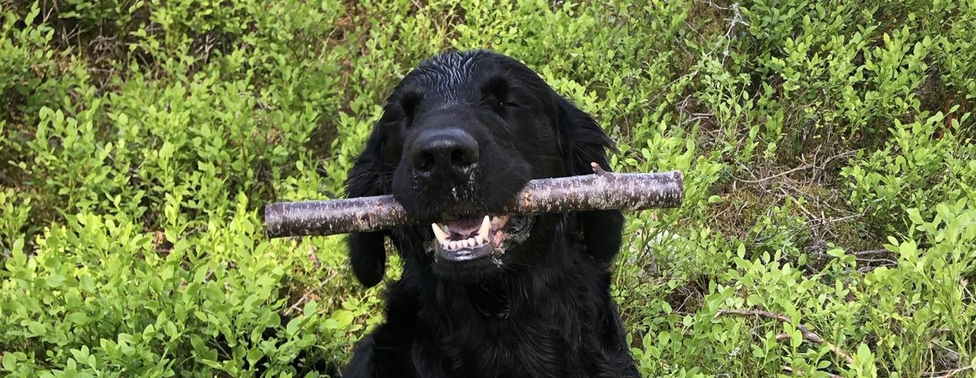 Hund som har hittat slutapport