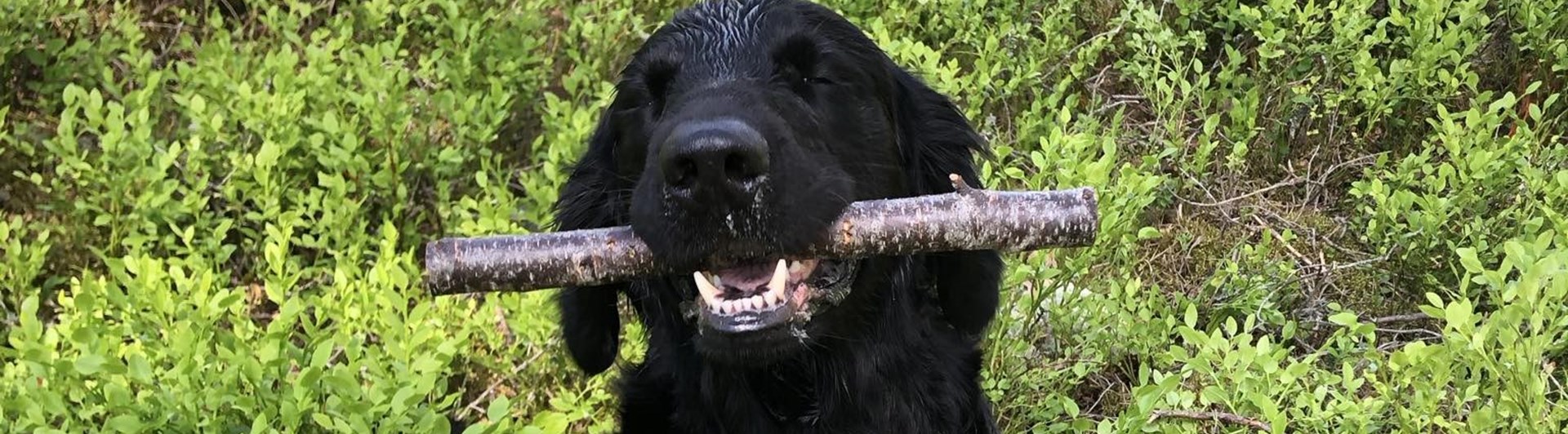 Hund som har hittat slutapport