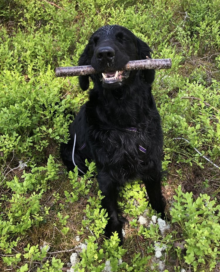 Hund som har hittat slutapport