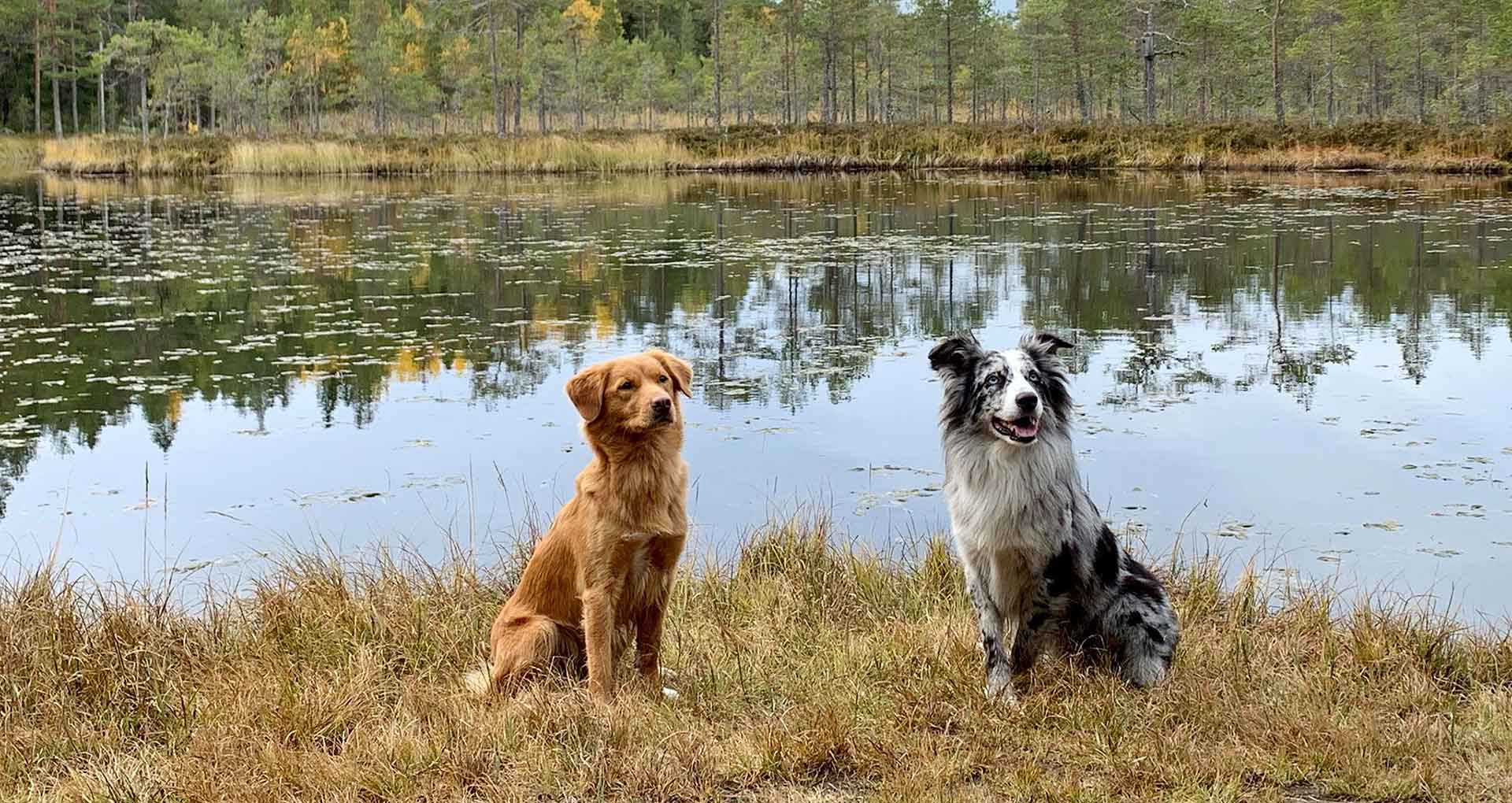 Två hundar sittande vid en spegelblank sjö