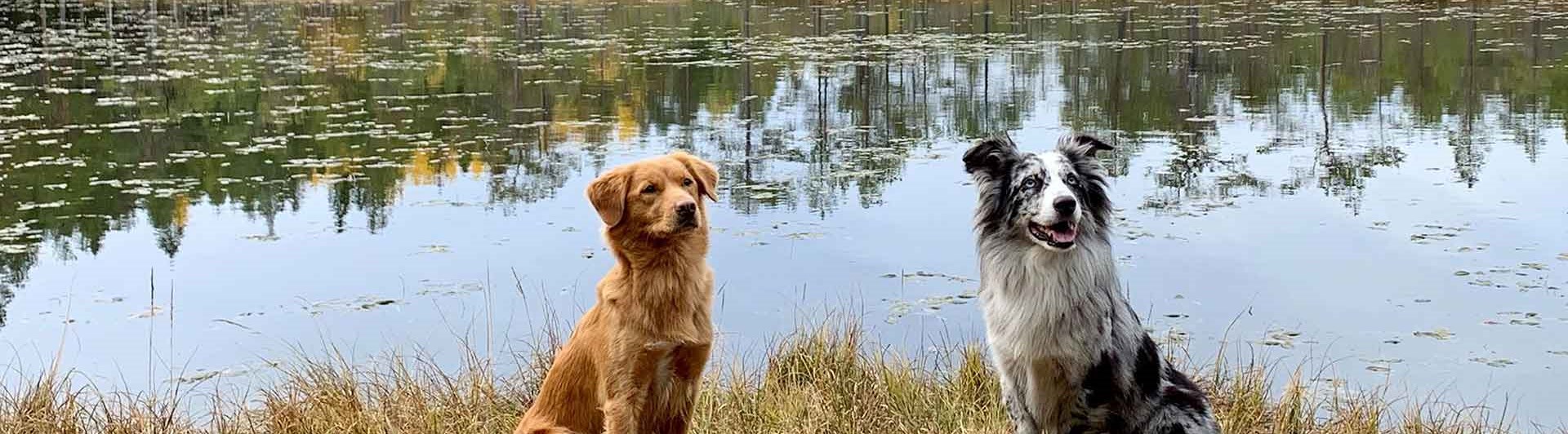 Två hundar sittande vid en spegelblank sjö