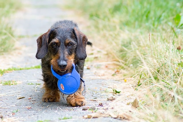 En tax har hittat ett koppel