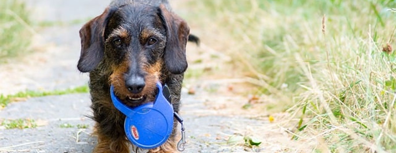 En tax har hittat ett koppel