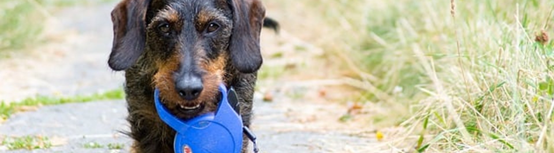 En tax har hittat ett koppel