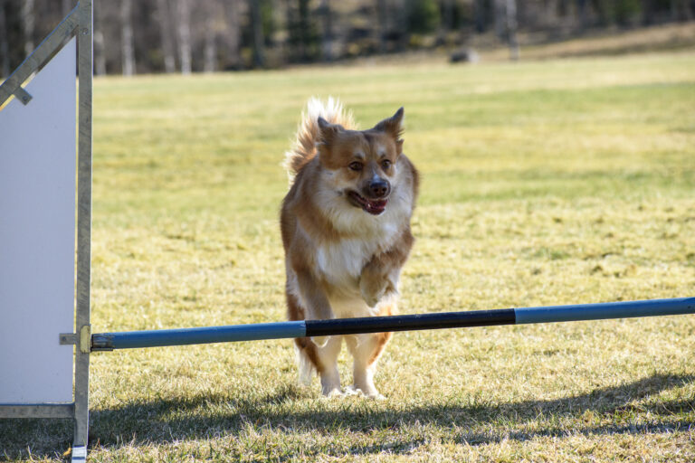 Isländsk Fårhund Röskva hoppar agility