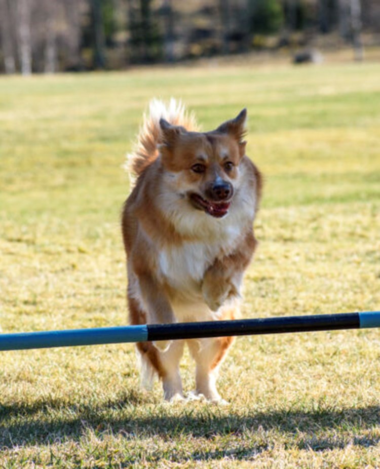 Isländsk Fårhund Röskva hoppar agility