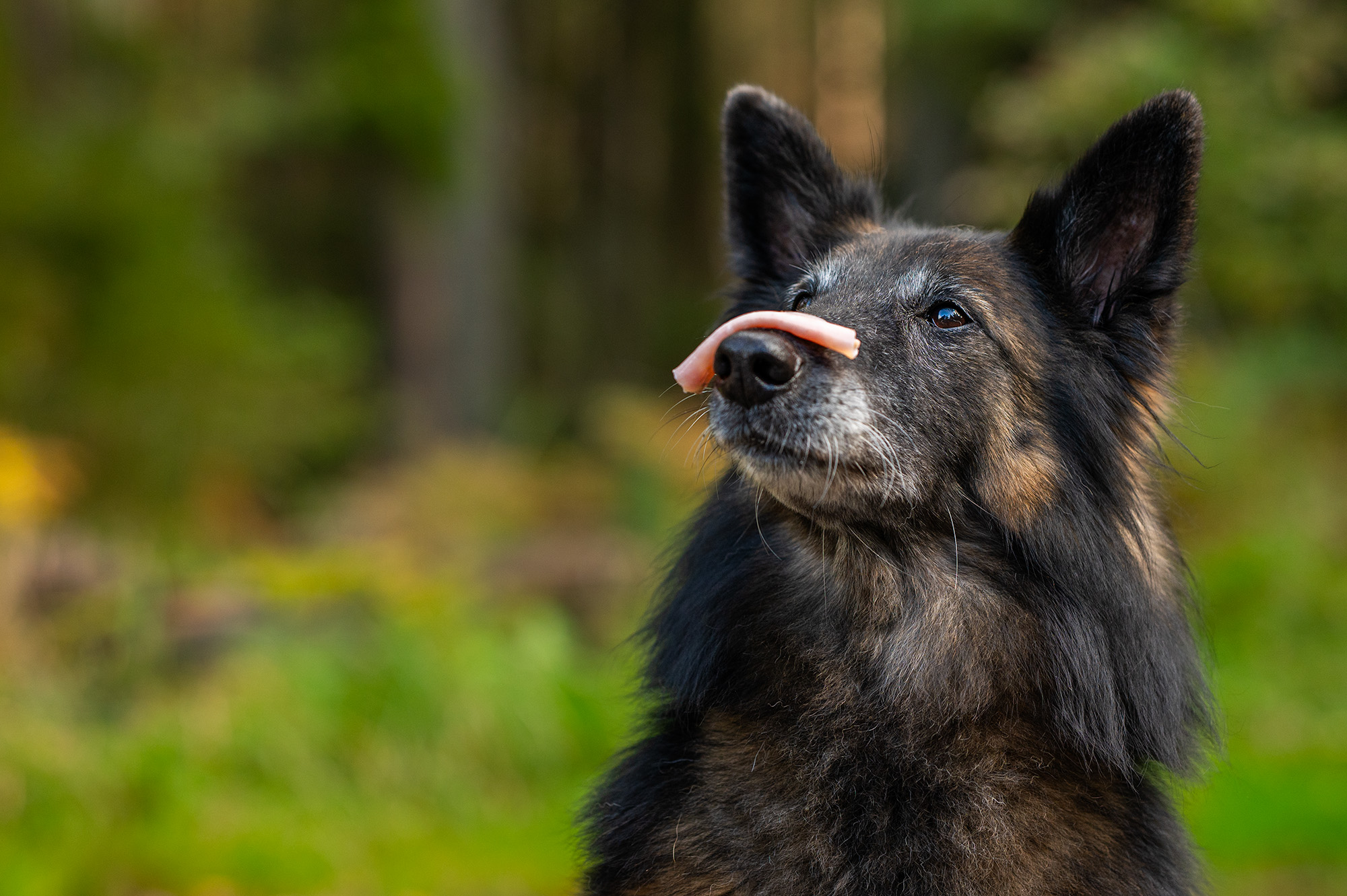 Hund håller korv på nosen