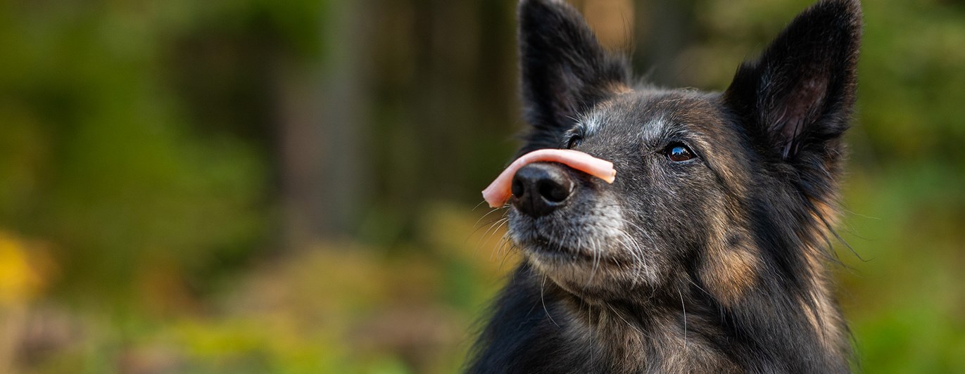 Hund håller korv på nosen