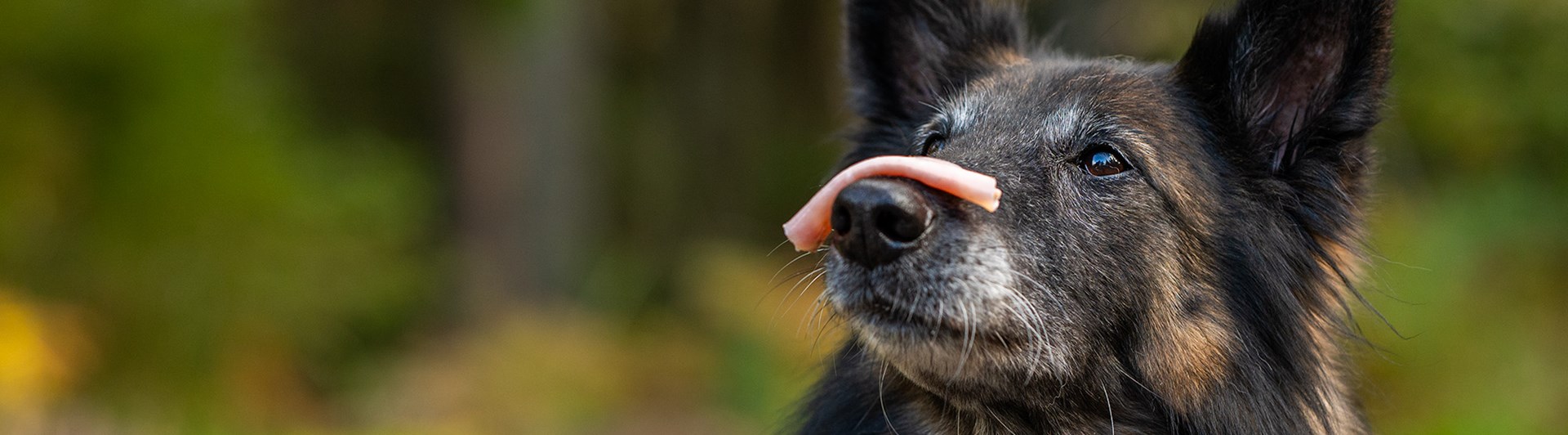 Hund håller korv på nosen