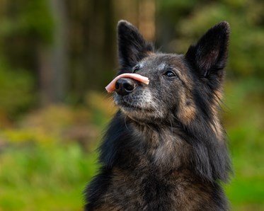 Hund håller korv på nosen