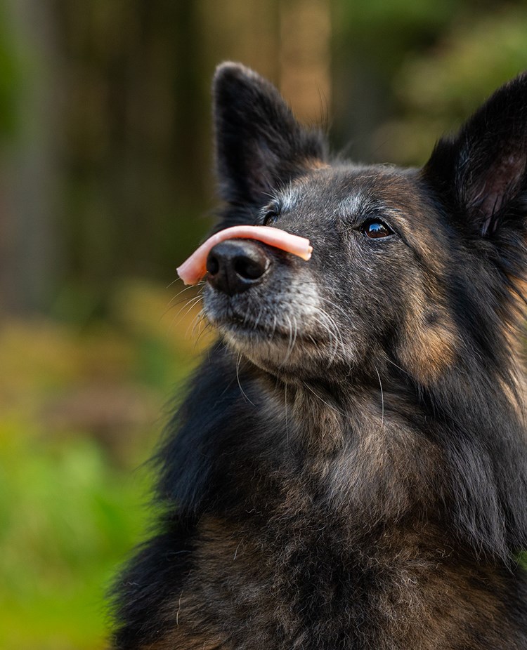 Hund håller korv på nosen