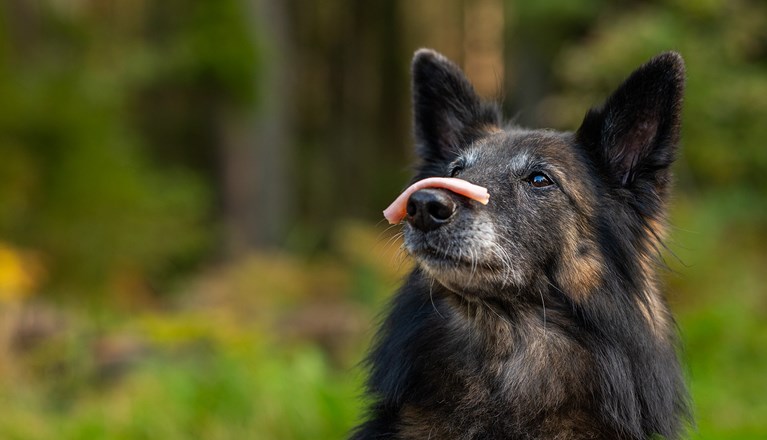 Hund håller korv på nosen