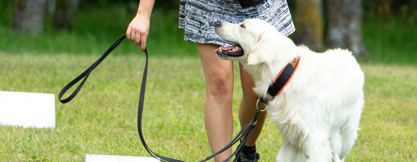 Ekipage som utför rallylydnadsmomentet hund runt förare