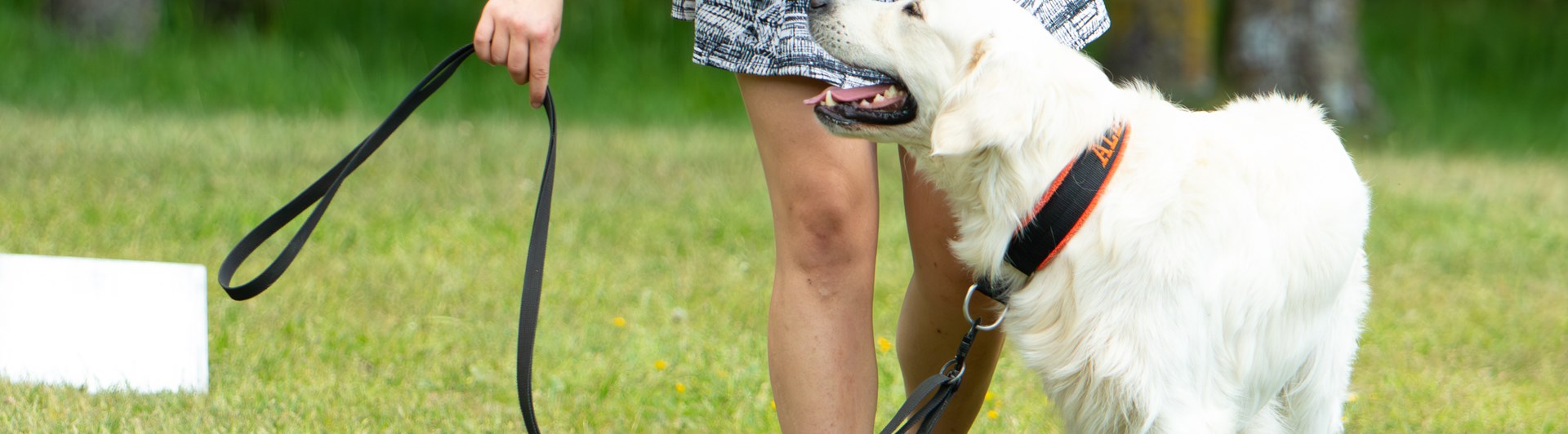 Ekipage som utför rallylydnadsmomentet hund runt förare