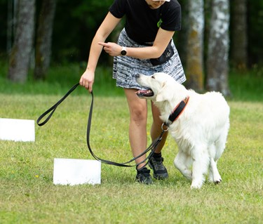 Ekipage som utför rallylydnadsmomentet hund runt förare