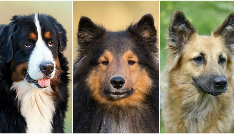 Flera olika hundraser