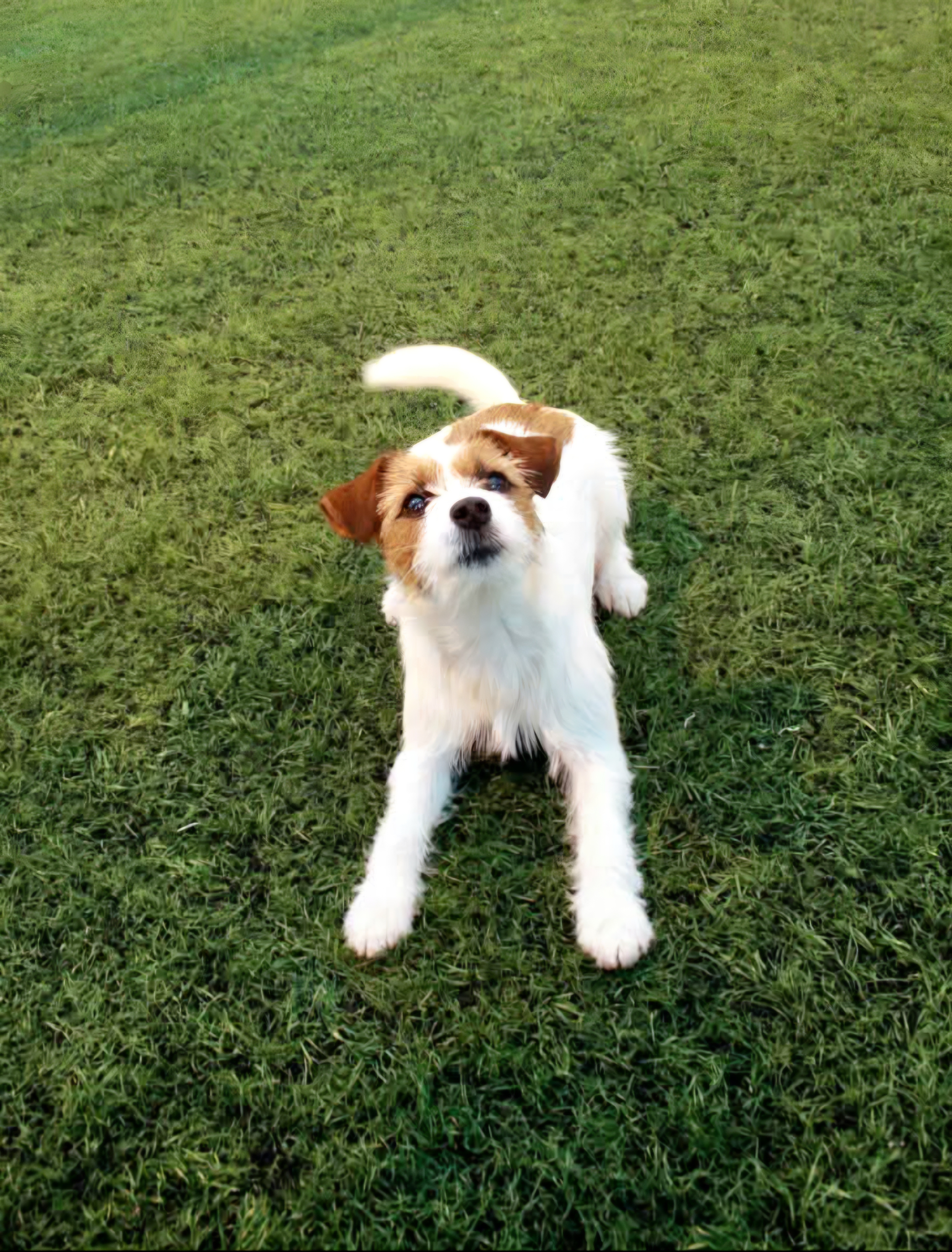 Glad Jack Russel ligger på marken och tittar in i kameran