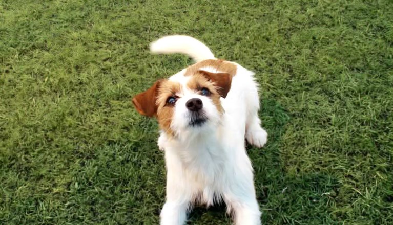 Glad Jack Russel ligger på marken och tittar in i kameran
