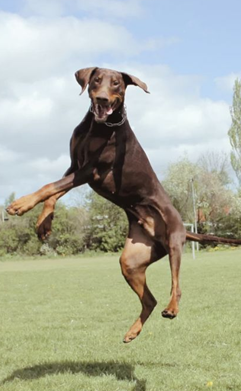Hoppande dobermann