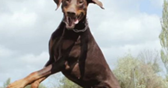 Hoppande dobermann