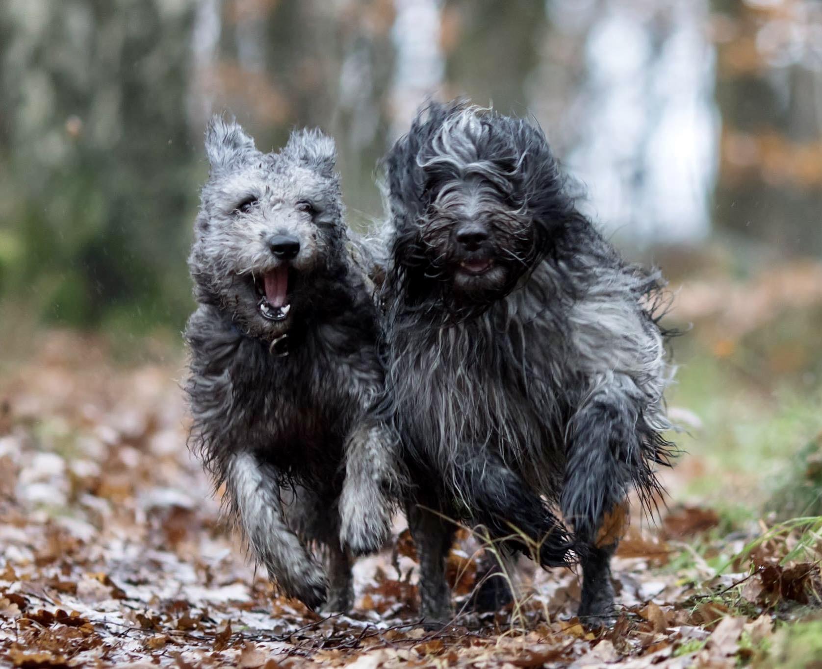 Två hundar som springer i full fart mot kameran