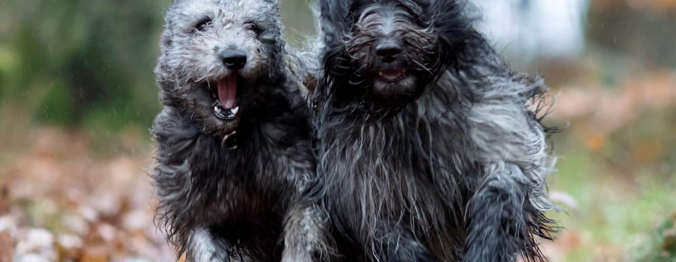 Två hundar som springer i full fart mot kameran