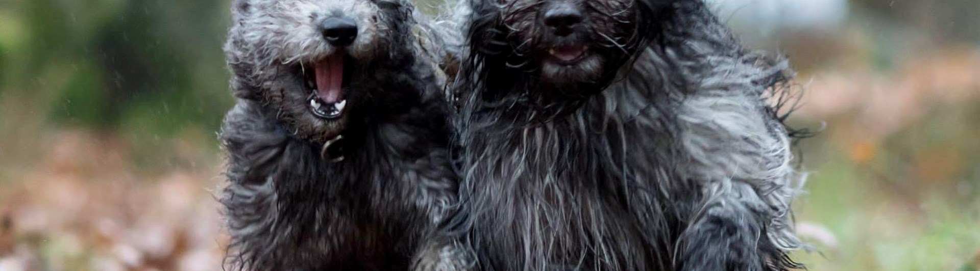 Två hundar som springer i full fart mot kameran