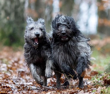 Två hundar som springer i full fart mot kameran