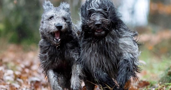 Två hundar som springer i full fart mot kameran