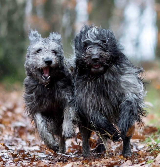 Två hundar som springer i full fart mot kameran