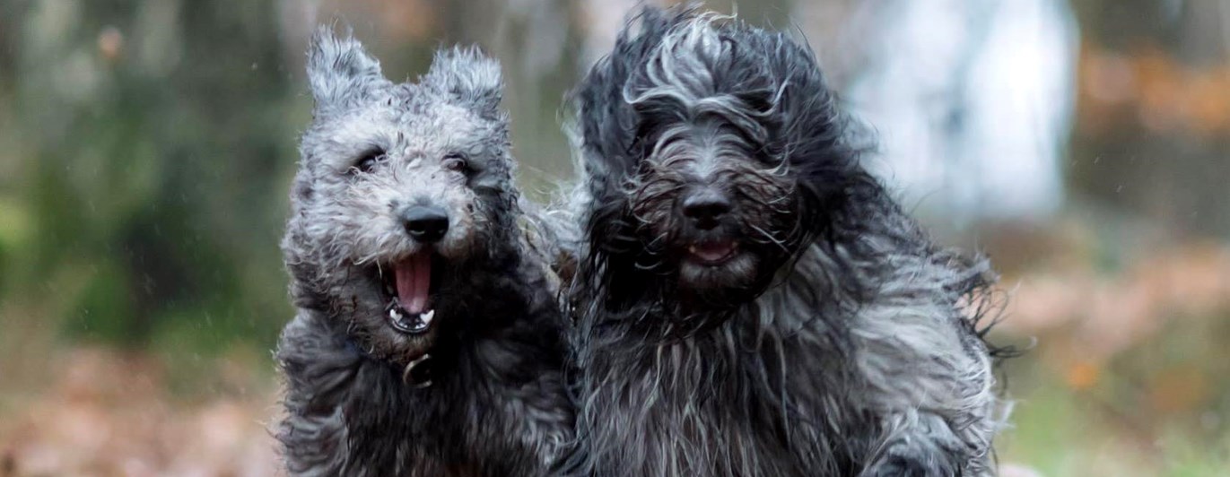 Två hundar som springer i full fart mot kameran