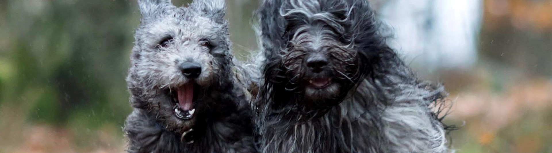 Två hundar som springer i full fart mot kameran