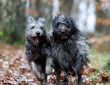 Två hundar som springer i full fart mot kameran