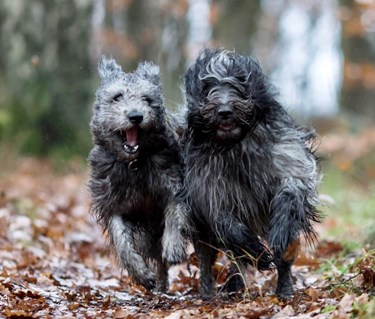 Två hundar som springer i full fart mot kameran