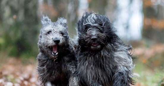 Två hundar som springer i full fart mot kameran