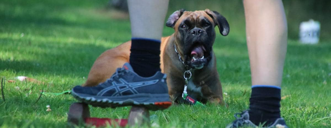 Boxer i väntan på att få ta en apport som föraren håller med foten.