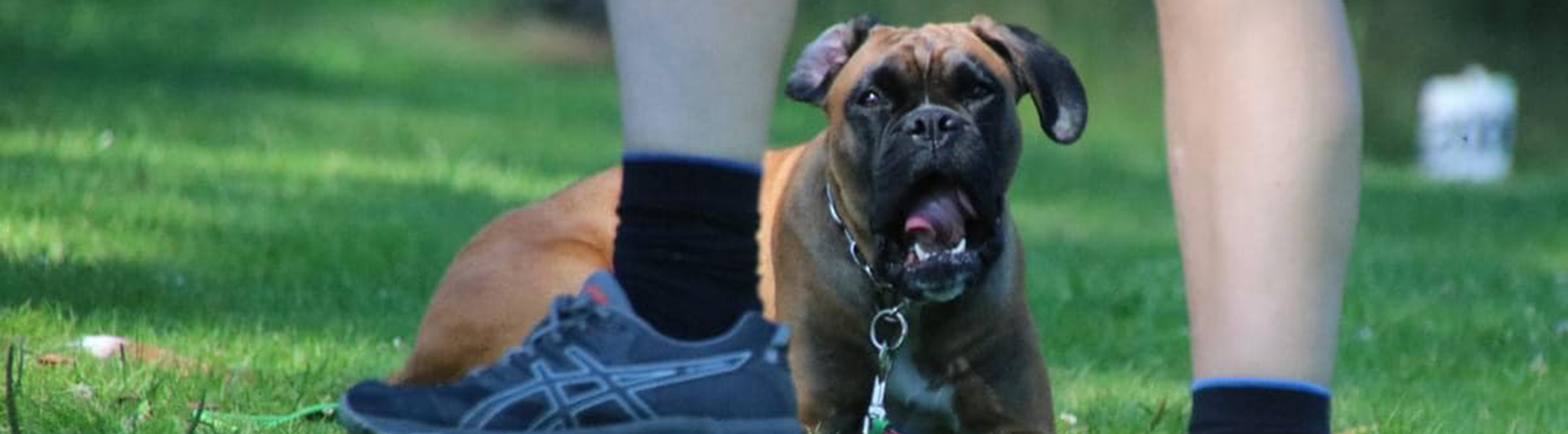 Boxer i väntan på att få ta en apport som föraren håller med foten.