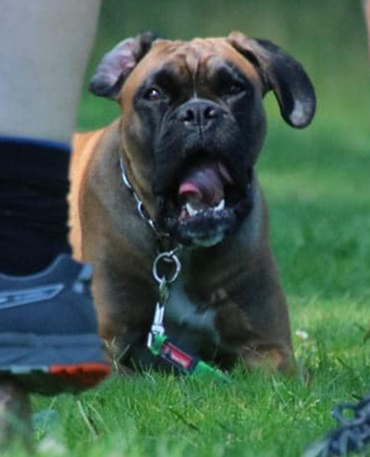 Boxer i väntan på att få ta en apport som föraren håller med foten.