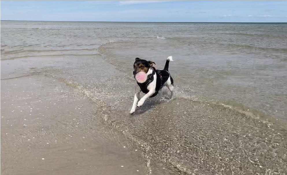 Hund som springer på stranden med en boll i munnen