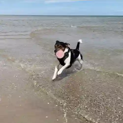 Hund som springer på stranden med en boll i munnen