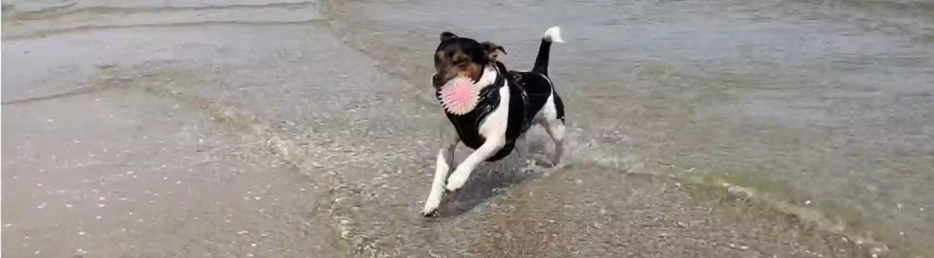 Hund som springer på stranden med en boll i munnen