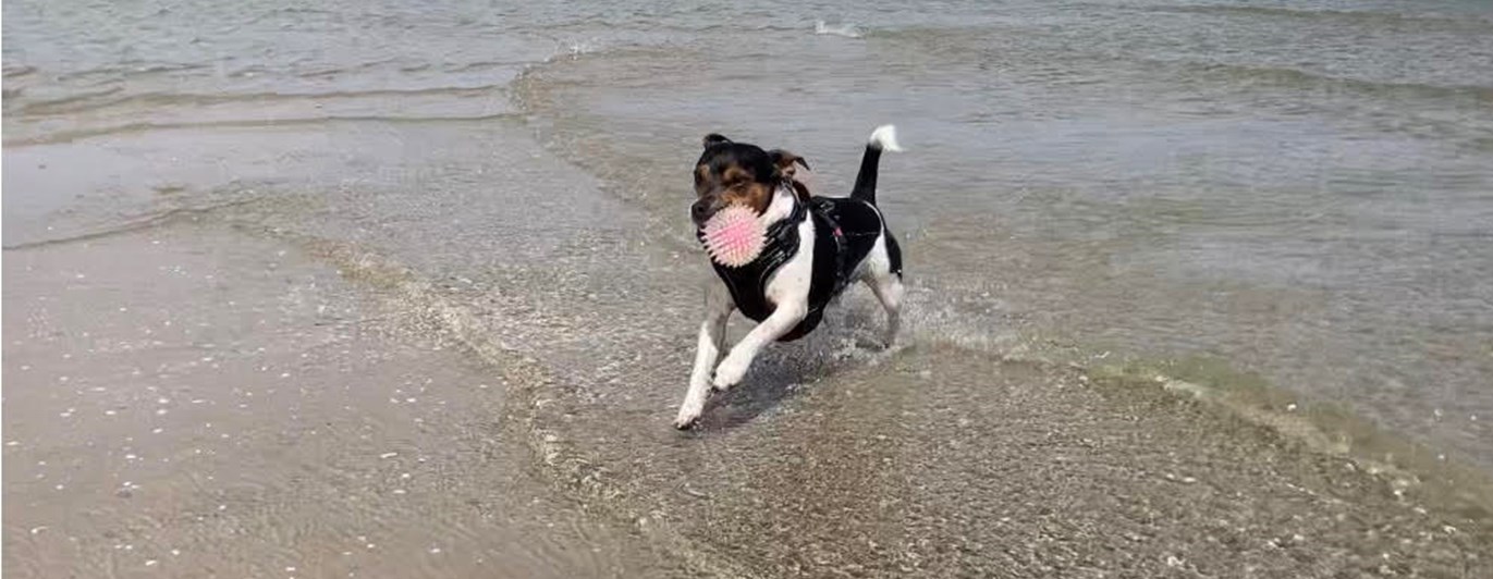 Hund som springer på stranden med en boll i munnen