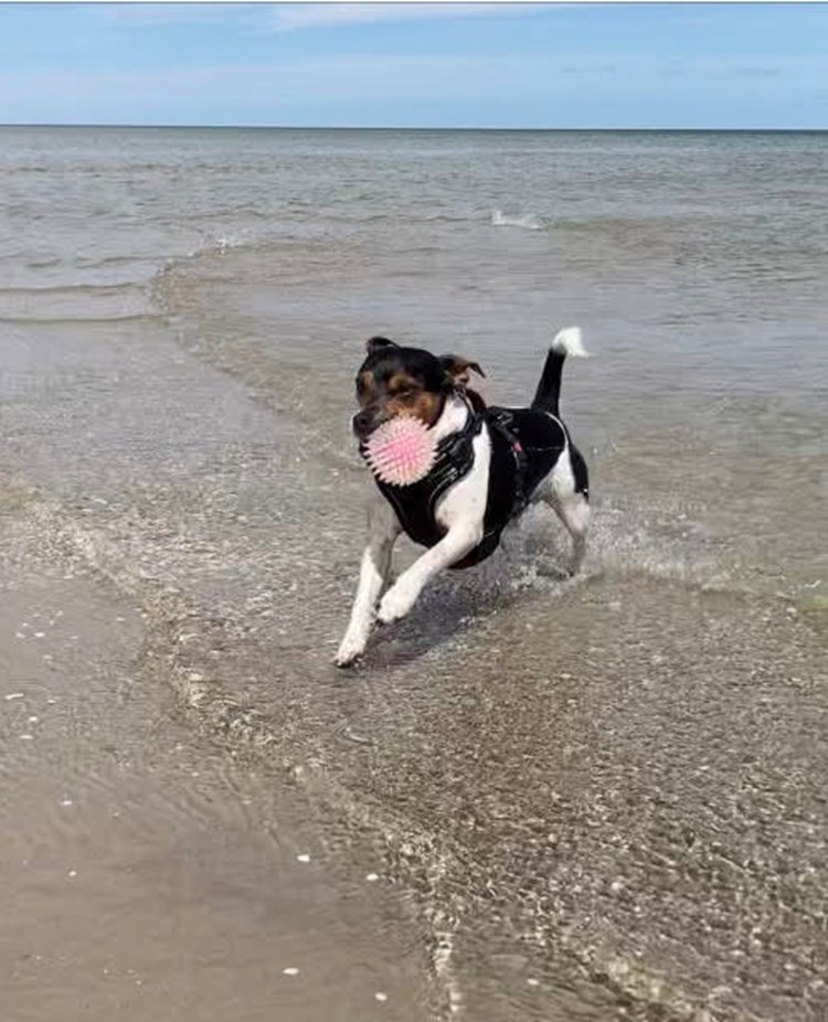 Hund som springer på stranden med en boll i munnen