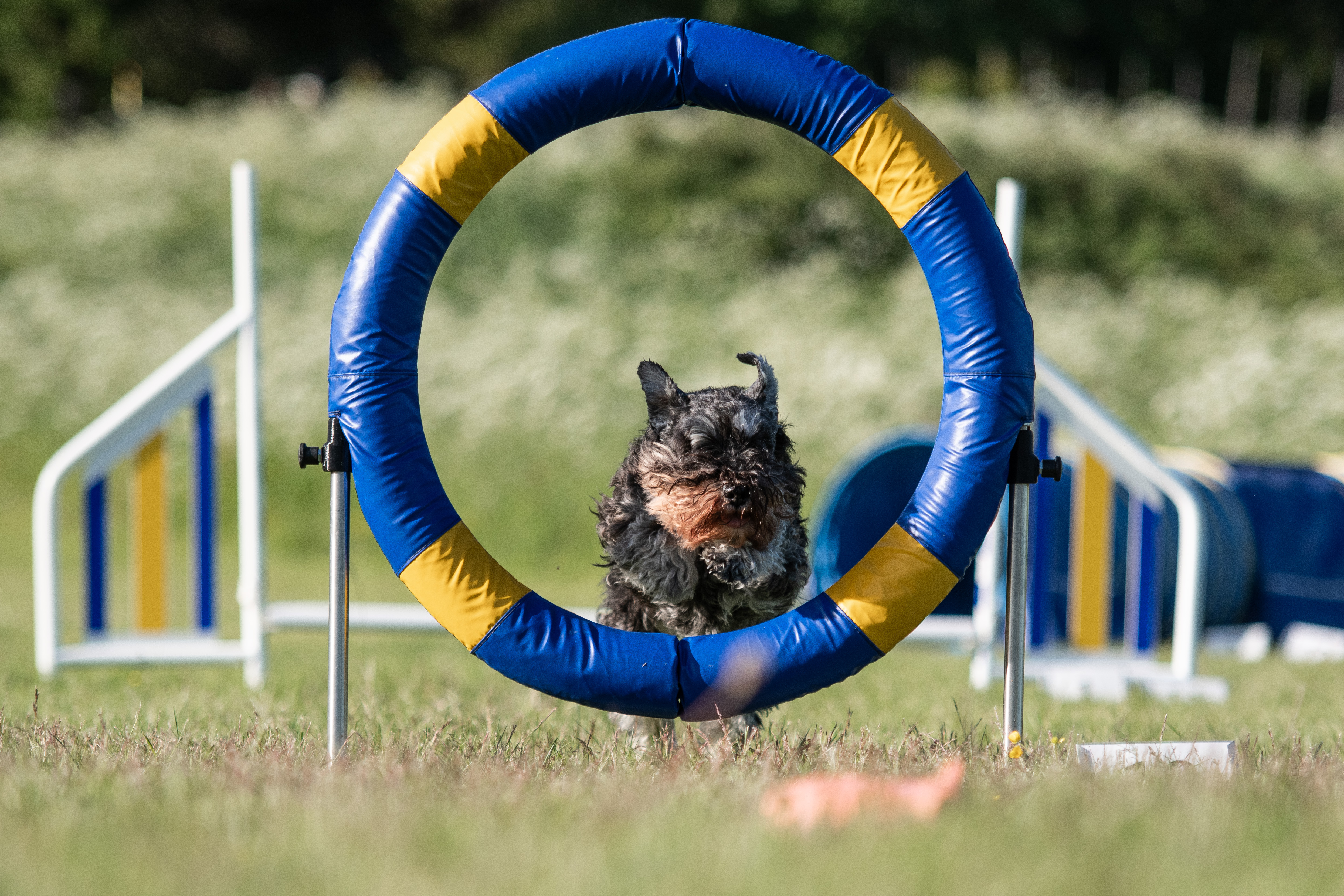 Doris hoppar genom ett däckhinder.