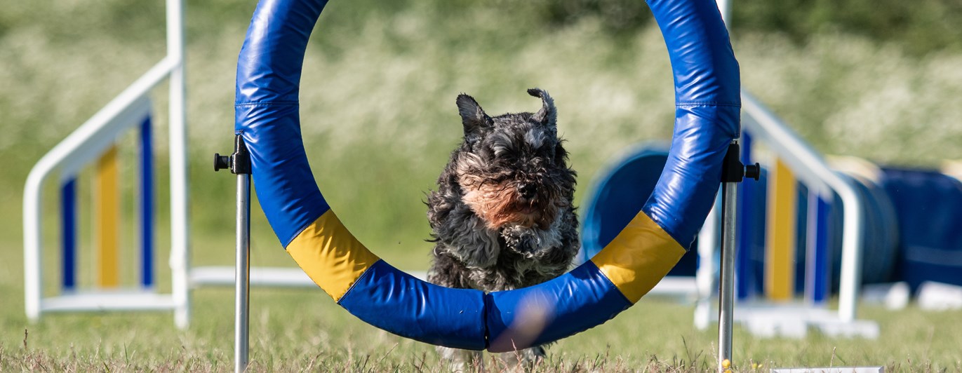 Doris hoppar genom ett däckhinder.