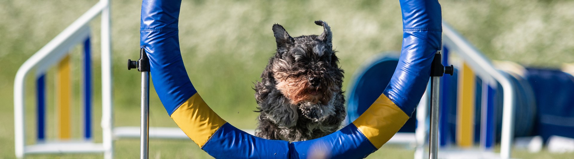 Doris hoppar genom ett däckhinder.